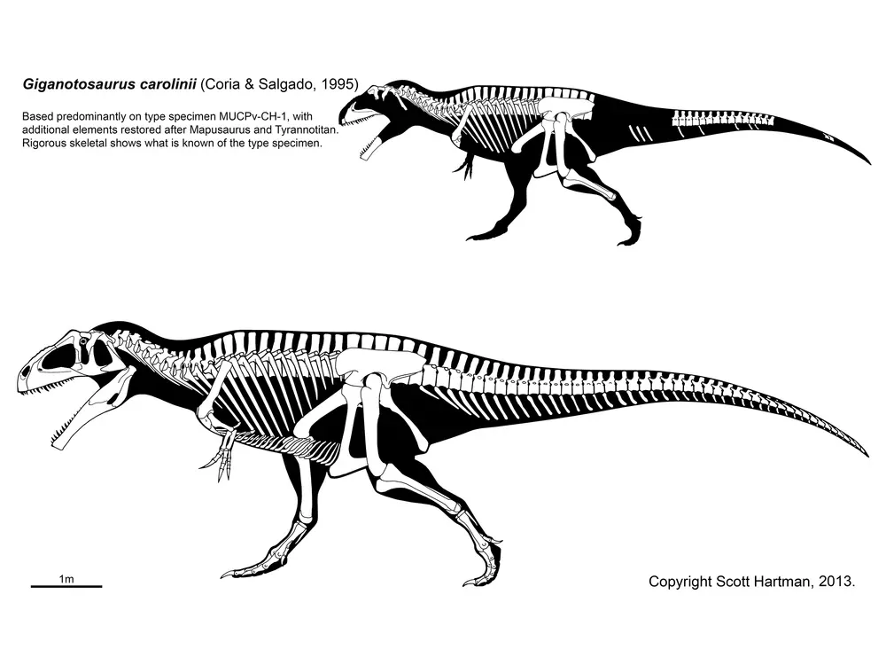 파일:Giganotosaurus_-_1%28Skeletal%28Scott_Hartman%29%29.webp