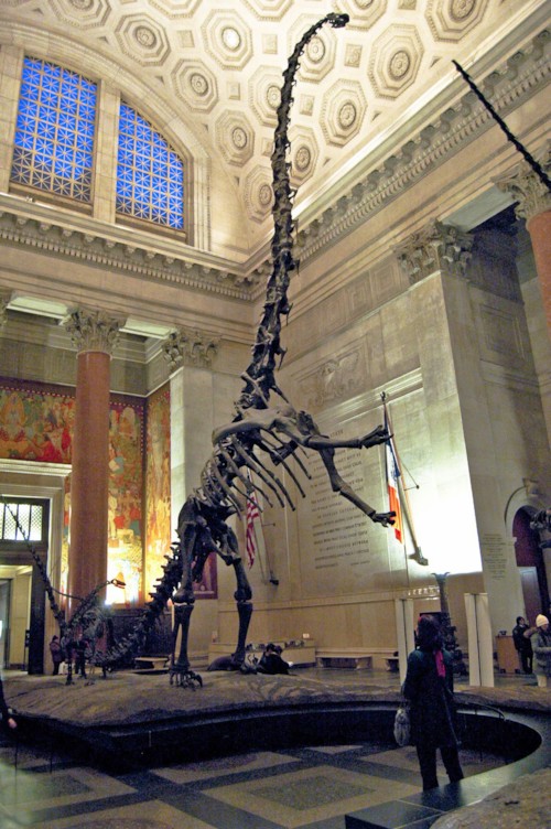 파일:external/upload.wikimedia.org/Barosaurus_mount_1.jpg