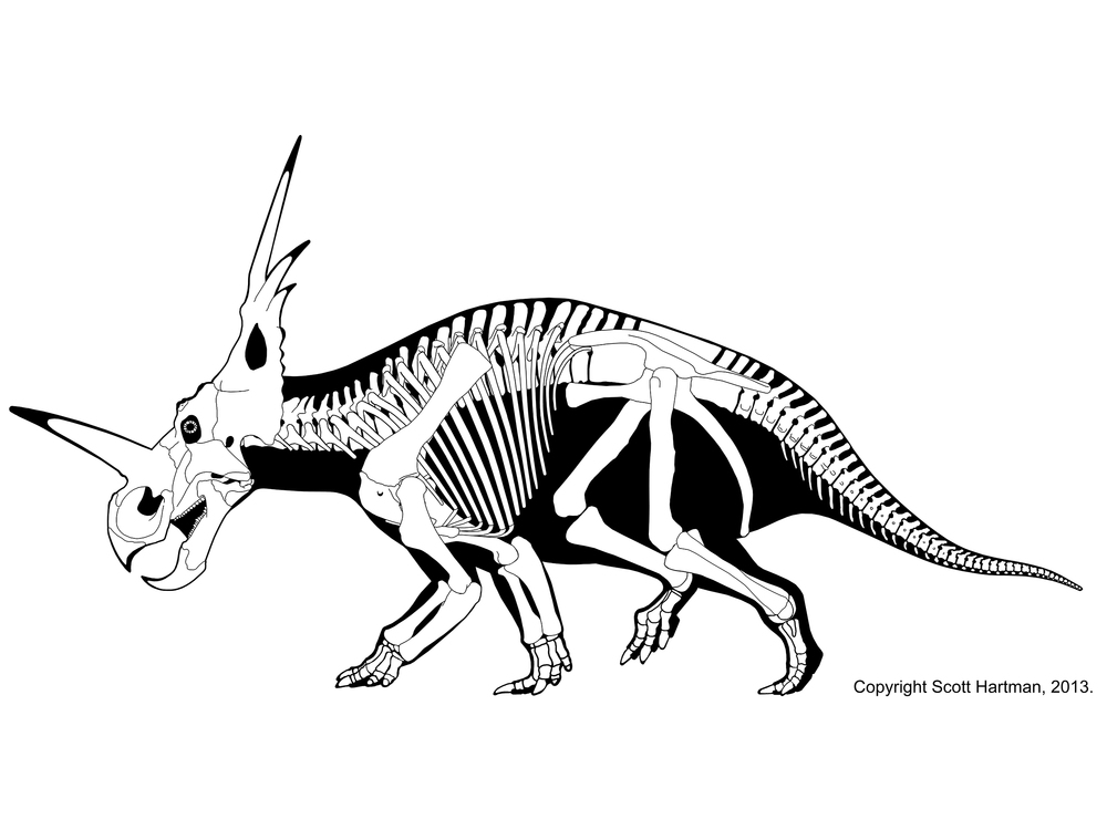 파일:external/static.squarespace.com/Styracosaurus.jpg