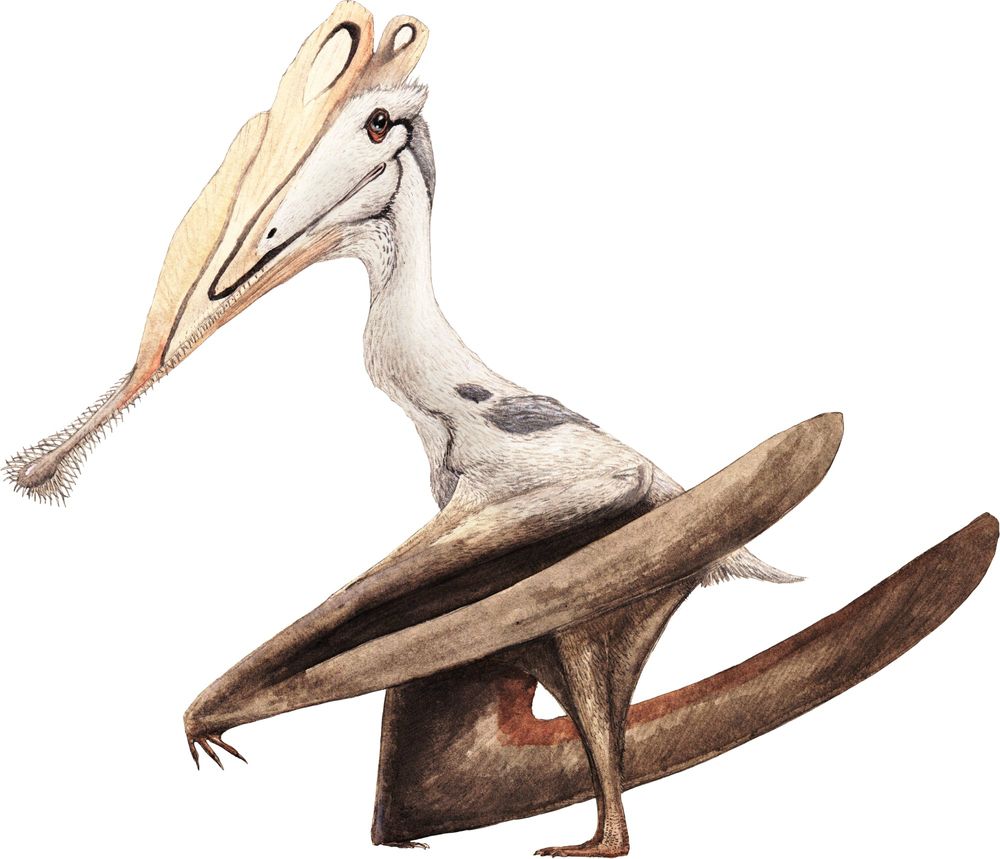 파일:gnathosaurus_joschua-knueppe.jpg