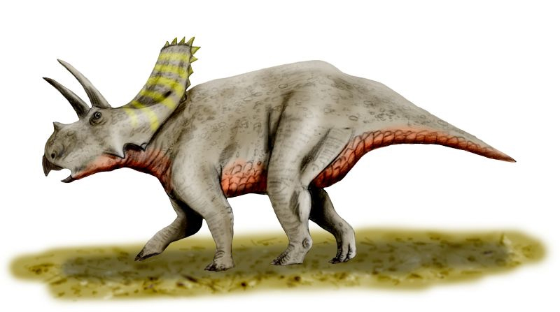 파일:external/upload.wikimedia.org/Arrhinoceratops_BW.jpg