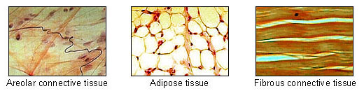 파일:external/upload.wikimedia.org/Illu_connective_tissues_1.jpg