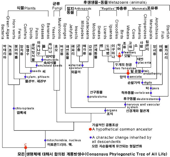파일:Phylogenetic Tree of All Life.jpg
