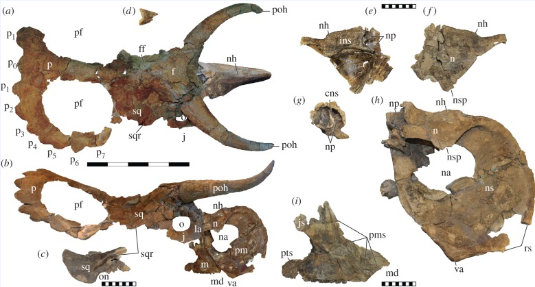 파일:nasutoceratops_titusi_holotype.png