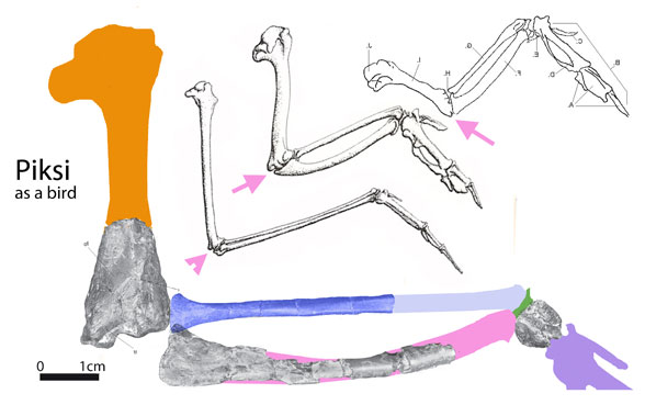 파일:external/pterosaurheresies.files.wordpress.com/piksi-as-a-bird588.jpg