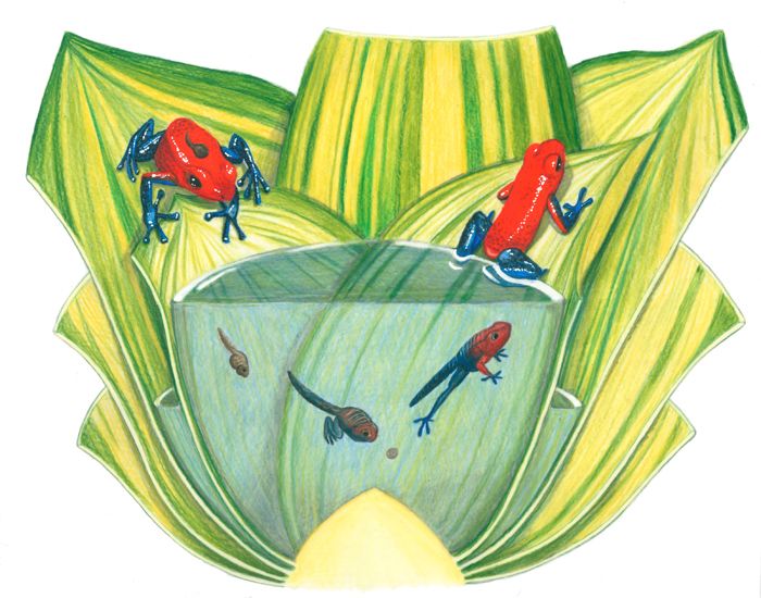 파일:Strawberry-poison-dart-frog-life-cycle.jpg