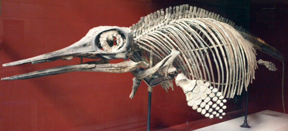 파일:external/upload.wikimedia.org/OphthalmosaurusIcenius-NaturalHistoryMuseum-August23-08.jpg