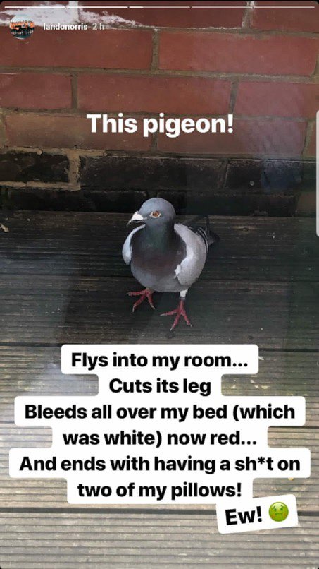 파일:nor pigeon.jpg