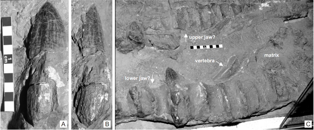 파일:himalayasaurus_tibetensis_holotype.png