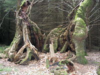 파일:external/upload.wikimedia.org/200px-Dukes-vaunt-oak-in-2004.jpg