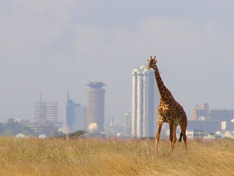 파일:external/upload.wikimedia.org/Giraffe_-_Skyline_-_Nairobi_-_Park.jpg