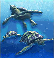 파일:Green Sea Turtle.jpg