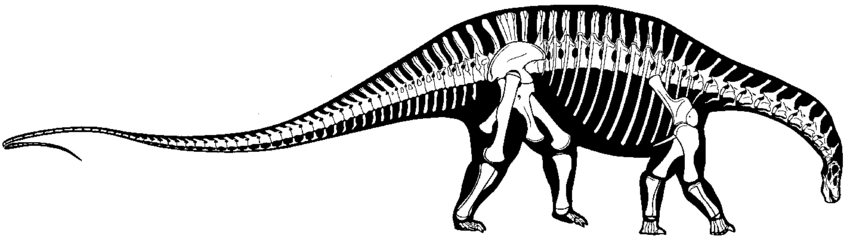 파일:Silhouette-skeletal-reconstruction-of-Dicraeosaurus-hansemanni-in-right-lateral-view-The.png