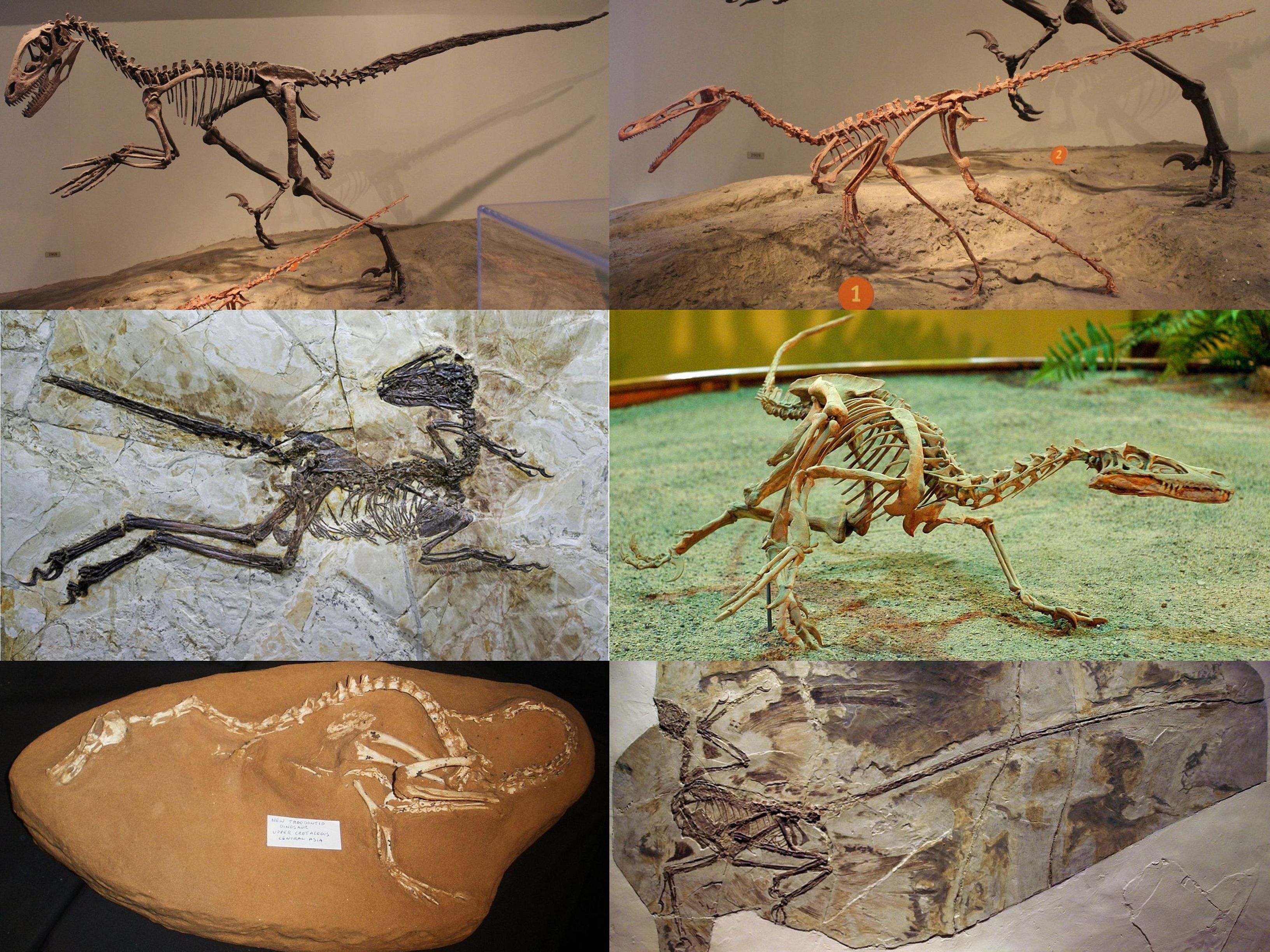 파일:Dromaeosauridae_Diversity.jpg