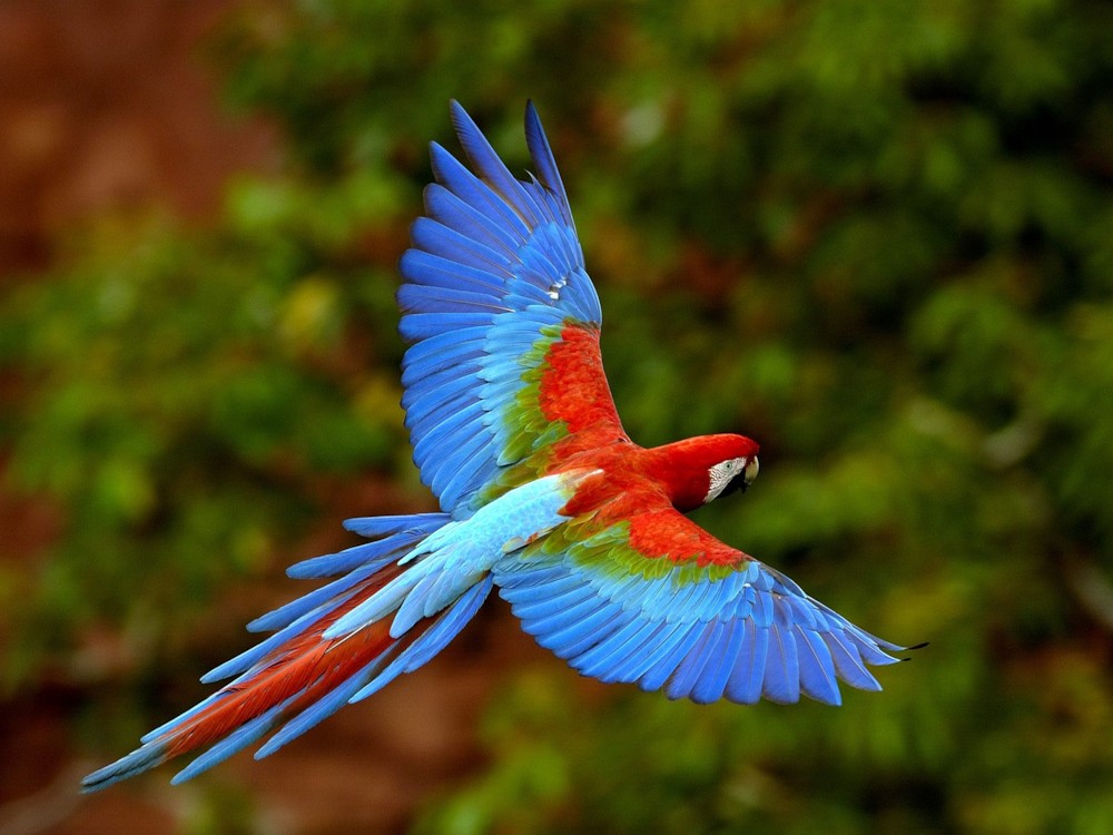 파일:external/www.beliefnet.com/red-and-green-macaw-in-flight-brazil-pictures.jpg