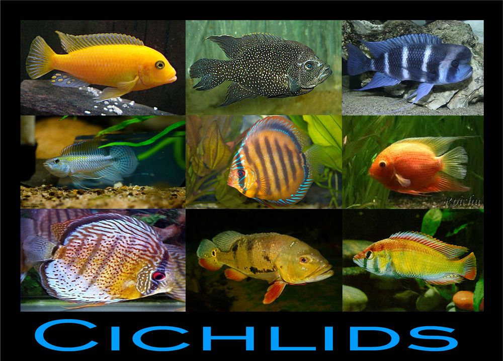 파일:Cichlids.jpg