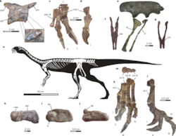 파일:Skeletal-anatomy-of-Chilesaurus-diegosuarezi-gen-et-sp-nov-a-Reconstructed-skeleton.png