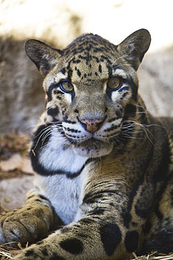 파일:250px-Clouded_leopard_at_San_Antonio_Zoo_(October_26,_2011).jpg