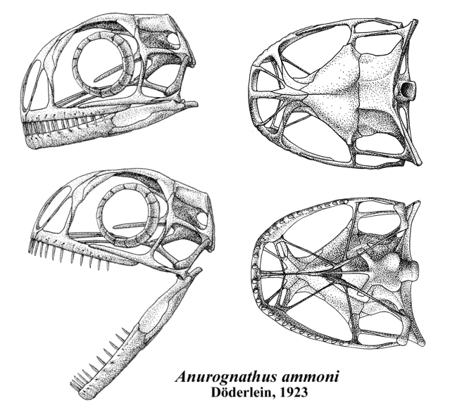 파일:external/upload.wikimedia.org/Anurognathus_skull.jpg