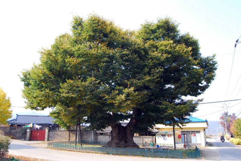 파일:느티나무.png