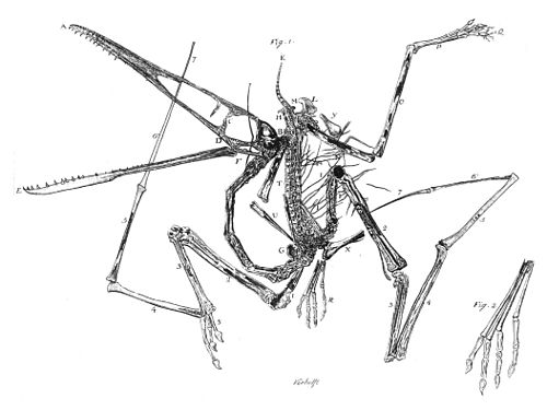파일:external/upload.wikimedia.org/500px-Pterodactylus_holotype_Collini_1784.jpg