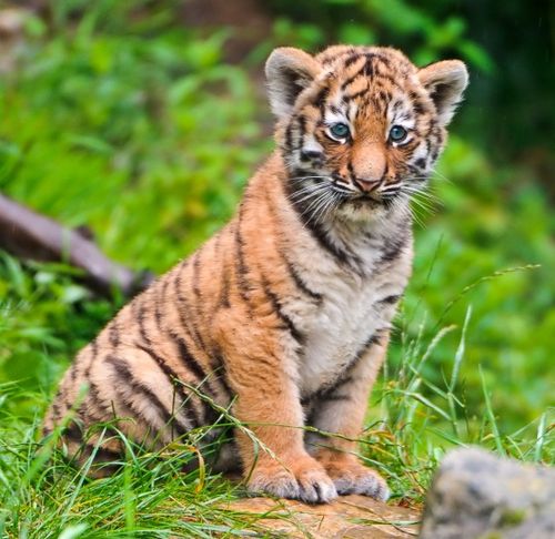 파일:external/www.animalspot.net/Siberian-Tiger-Cubs.jpg