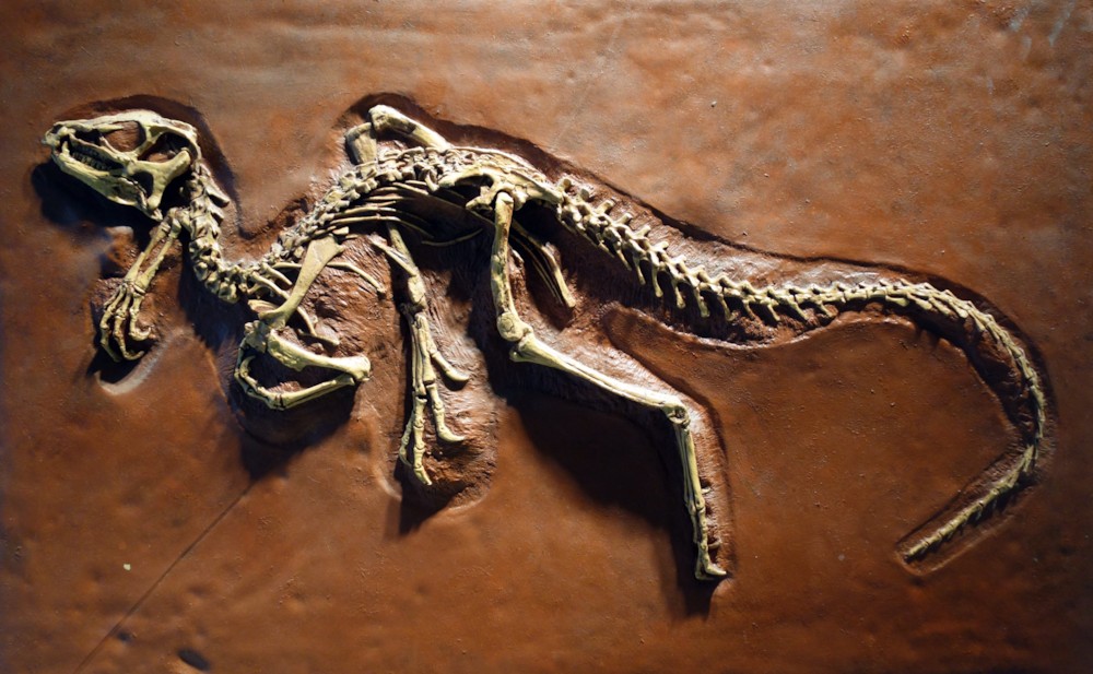 파일:external/upload.wikimedia.org/Heterodontosaurus_tucki_cast_-_University_of_California_Museum_of_Paleontology_-_Berkeley%2C_CA_-_DSC04696.jpg