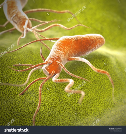 파일:external/image.shutterstock.com/stock-photo-salmonella-bacteria-cells-192575075.jpg