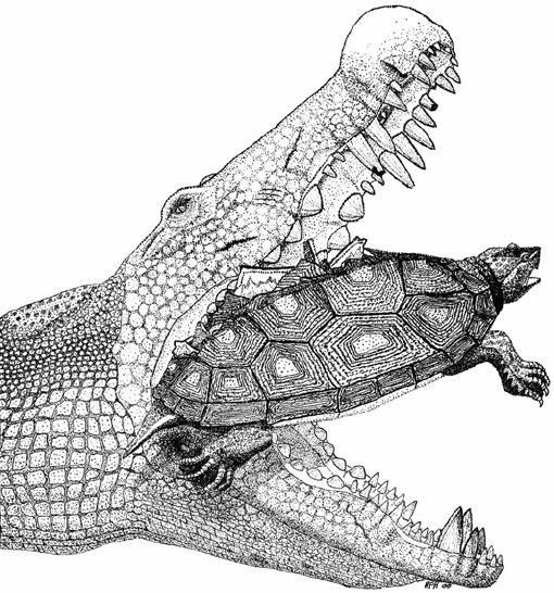 파일:Illustration-of-the-hypothetical-Deinosuchus-on-pleurodire-bite-based-on-the-position.png