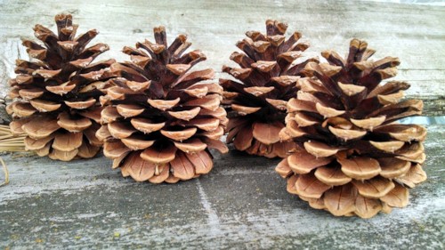 파일:pine cone main.jpg