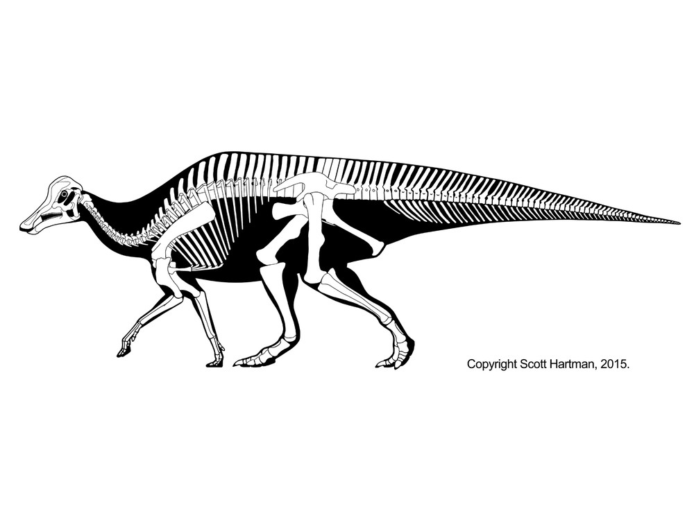 파일:Hypacrosaurus stebingeri.jpg