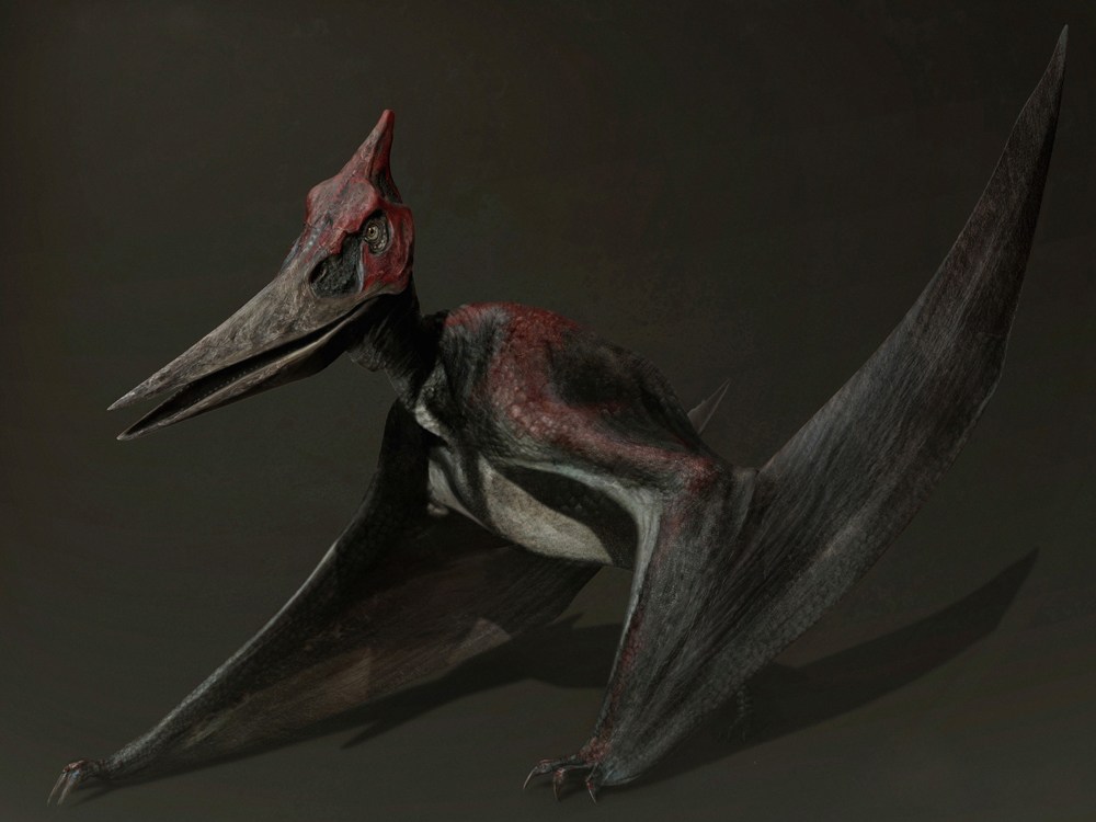 파일:pteranodon.jpg
