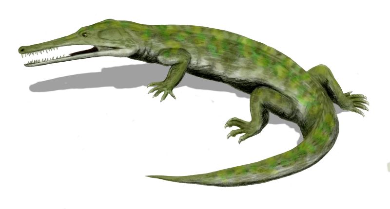 파일:external/upload.wikimedia.org/Champsosaurus_BW.jpg