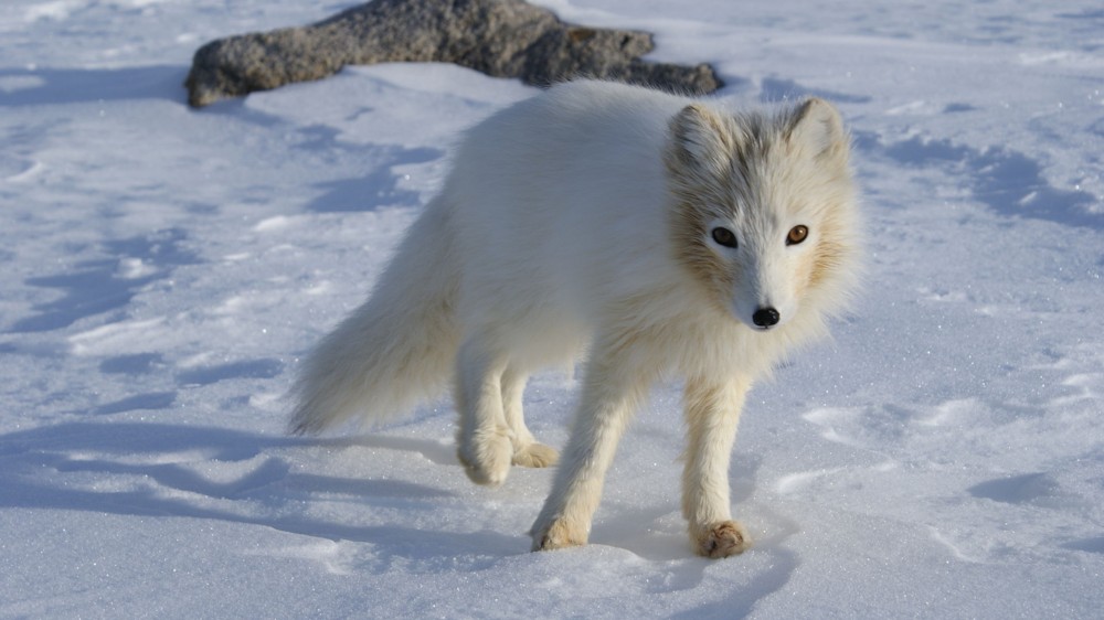 파일:external/upload.wikimedia.org/1920px-Terianniaq-Qaqortaq-arctic-fox.jpg