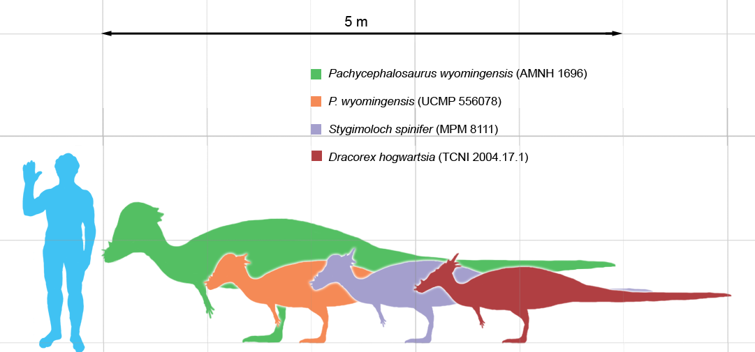 파일:external/upload.wikimedia.org/Pachycephalosaurus_scale.png
