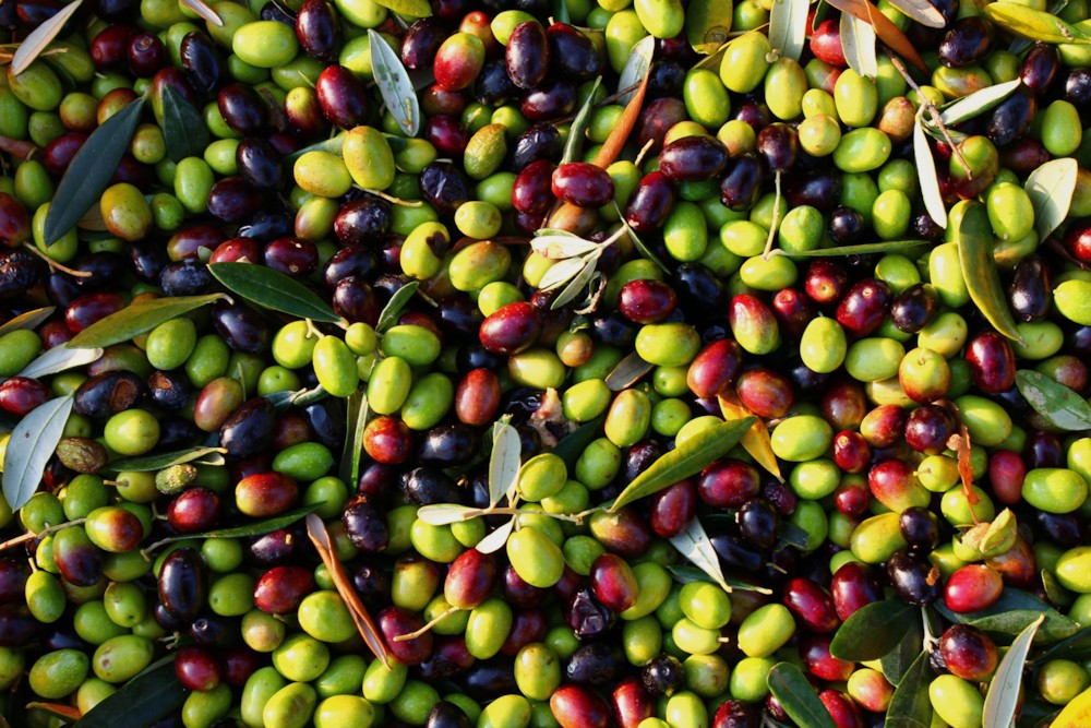 파일:external/foodanthology.files.wordpress.com/picked-olives-ii.jpg