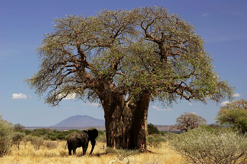 파일:external/upload.wikimedia.org/800px-Baobab_and_elephant_Tanzania_-_modified.jpg