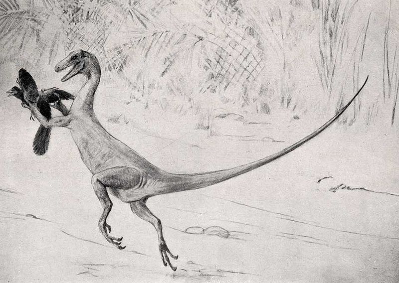 파일:external/upload.wikimedia.org/800px-Ornitholestes.jpg