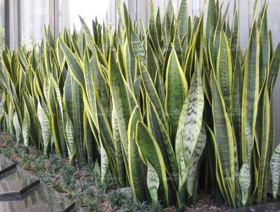 파일:external/plantsrescue.com/Sansevieria-trifasciata-Laurentii.jpg