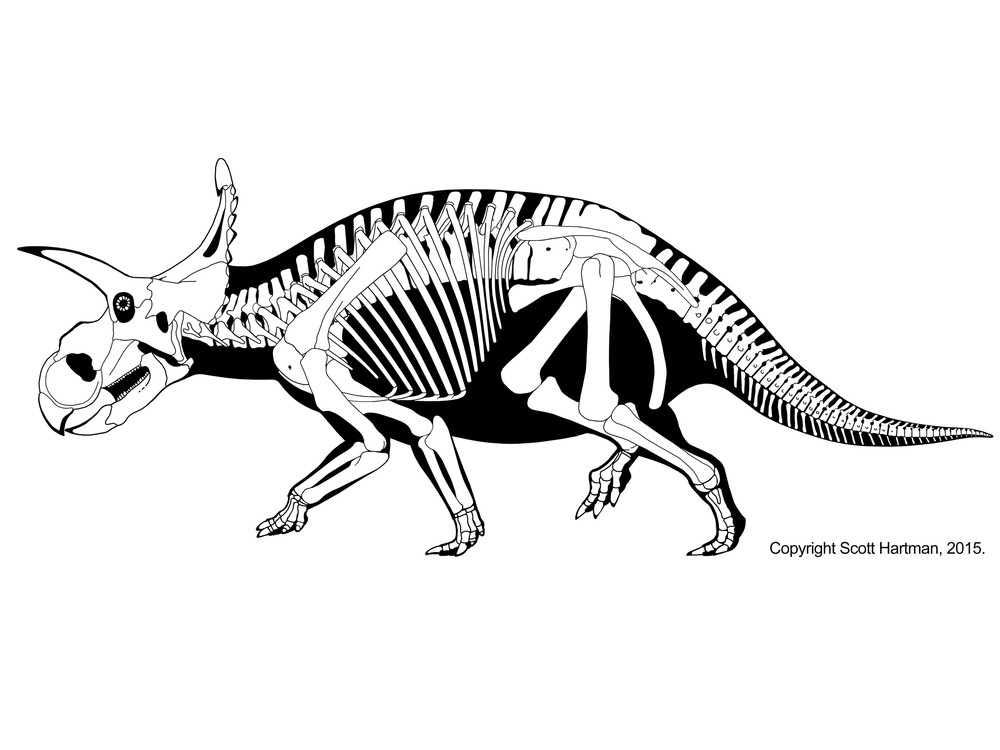 파일:Albertaceratops nesmoi.jpg