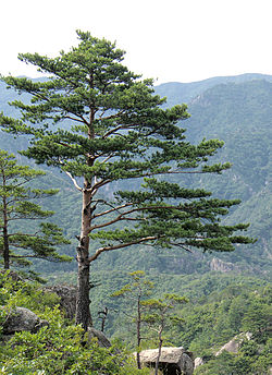 파일:external/upload.wikimedia.org/250px-Pinus_densiflora_Kumgangsan.jpg
