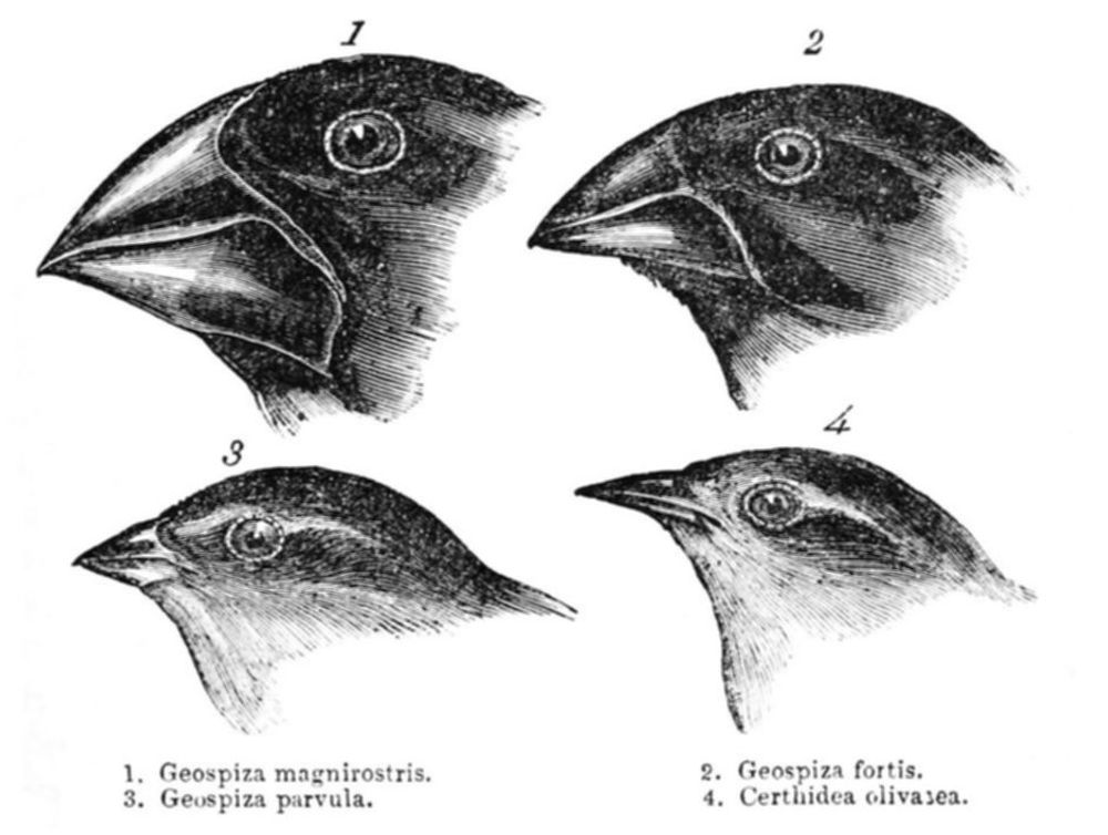파일:external/upload.wikimedia.org/Darwin's_finches_by_Gould.jpg