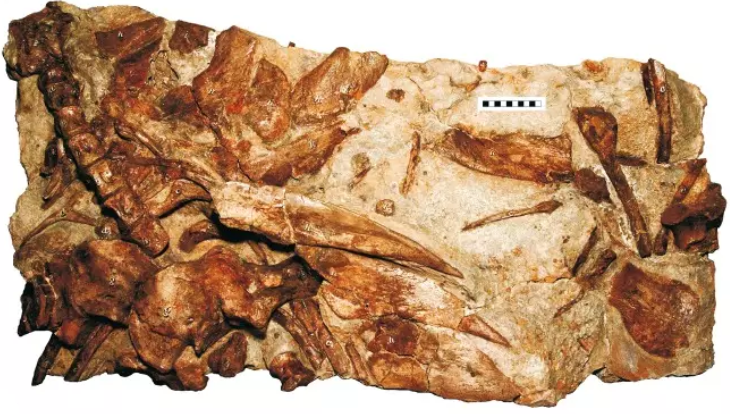 파일:hylaeosaurus_holotype.png