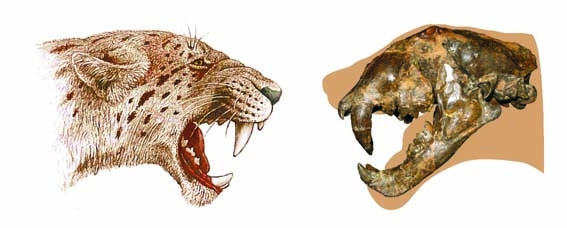 파일:external/www.maropeng.co.za/Dinofelis-fossil--reconstruction-3_567_228_s.jpg