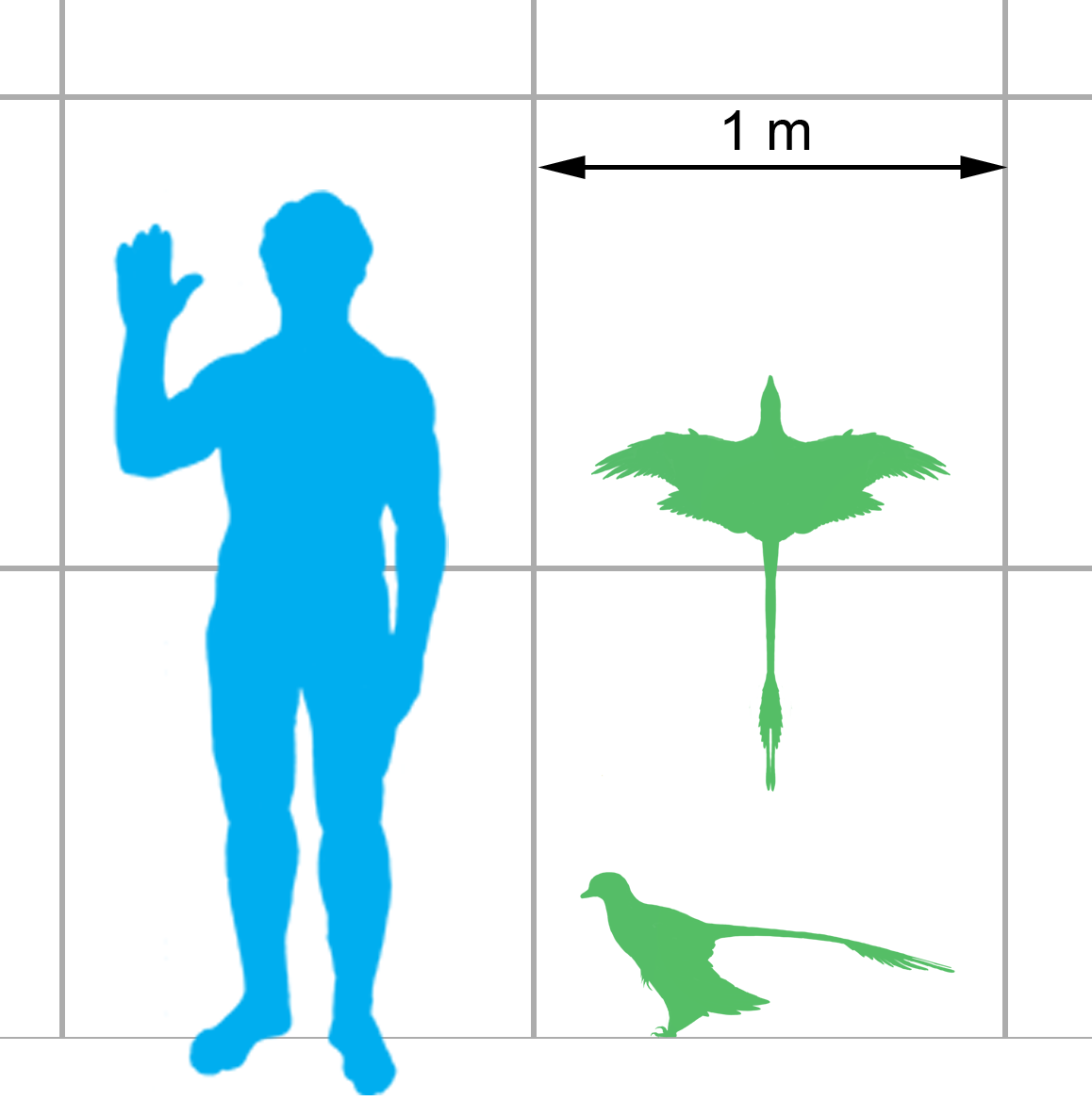 파일:external/upload.wikimedia.org/Microraptor_scale.png