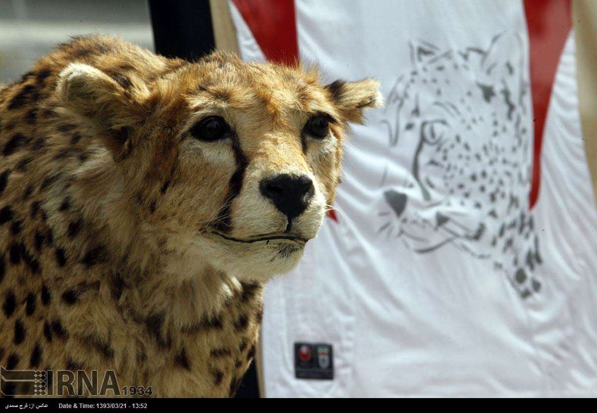 파일:external/www.payvand.com/Asiatic-cheetah-Iran-National-Team-jersey-HR.jpg