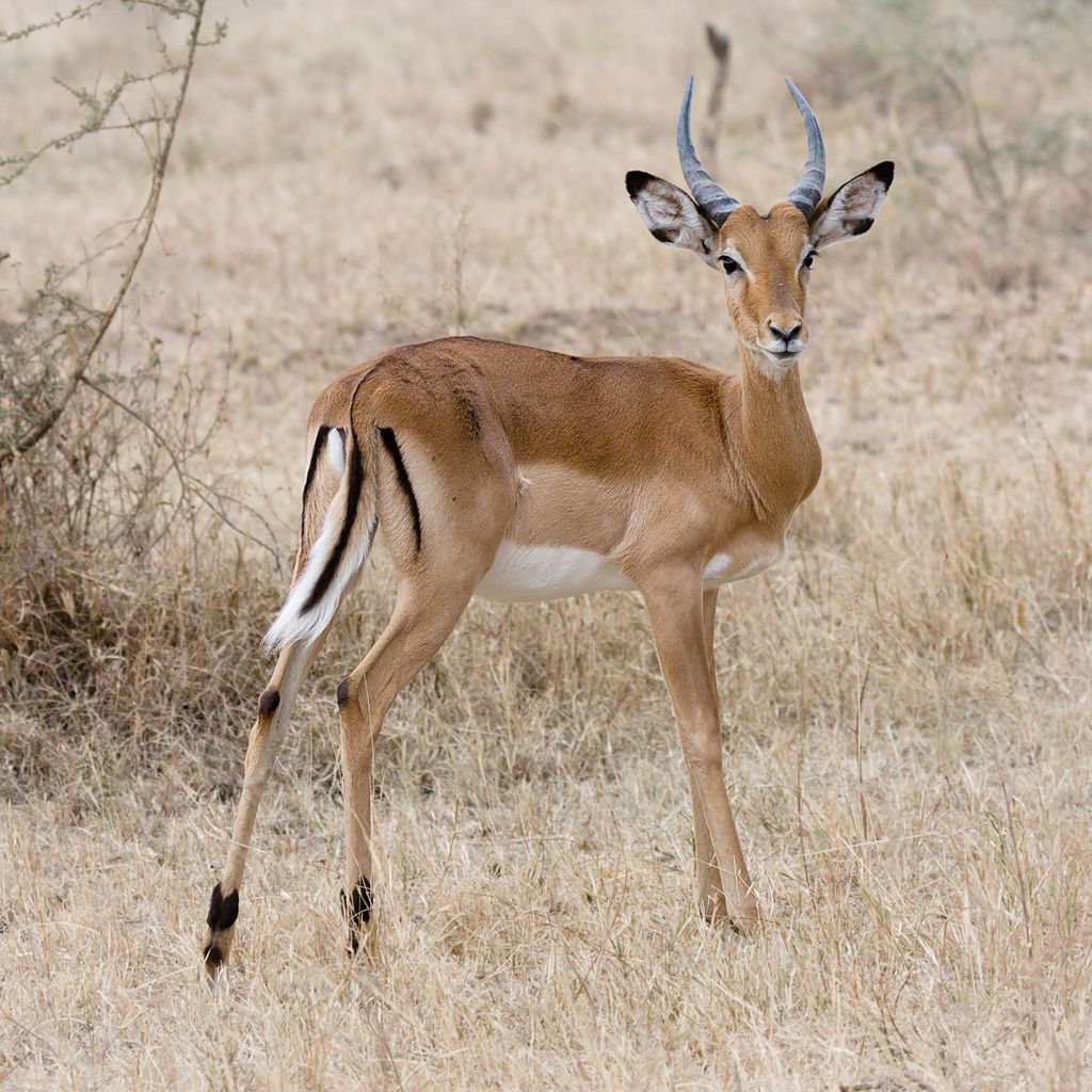 파일:external/upload.wikimedia.org/1024px-Serengeti_Impala3.jpg