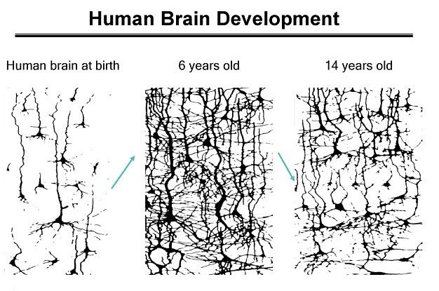 파일:Human brain development.jpg