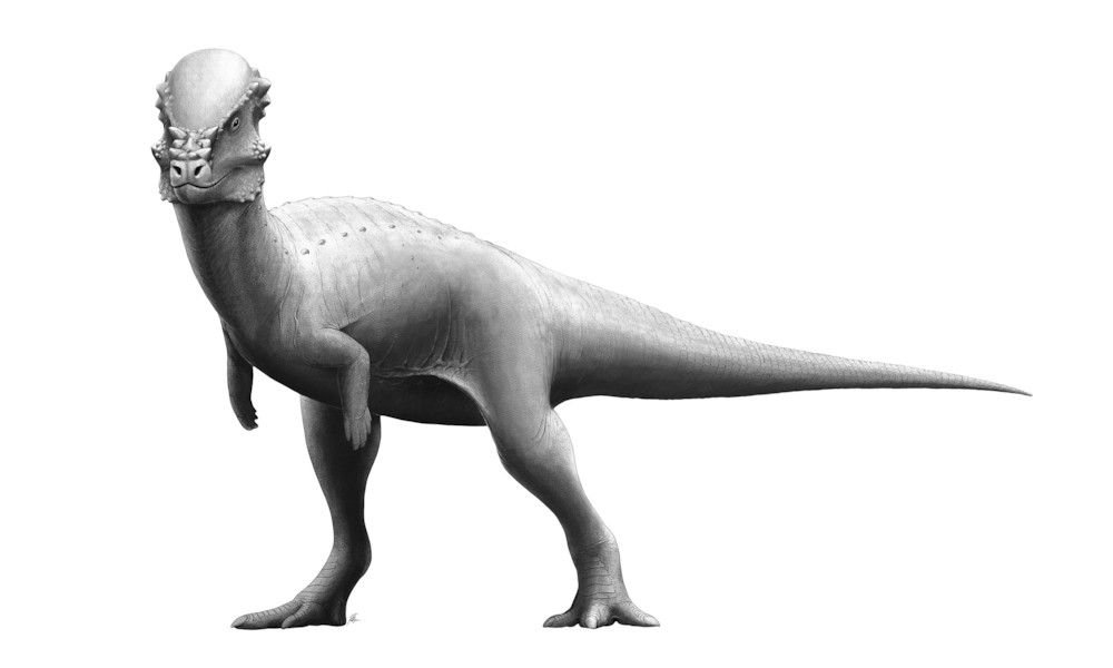 파일:Pachycephalosaurus_Reconstruction.jpg
