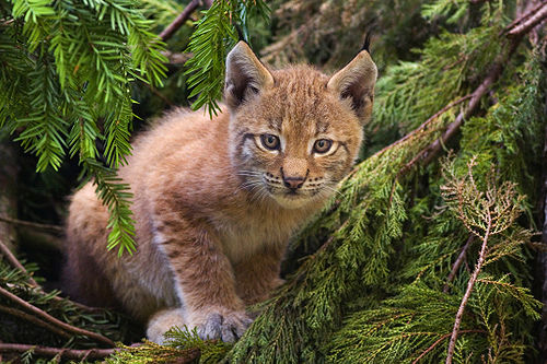 파일:external/upload.wikimedia.org/500px-Lynx_kitten.jpg